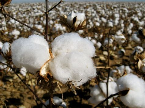 israeli company  produce resistant cotton strains environment news