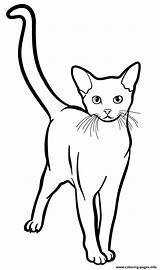 Coloring Cat Pages Abyssinian Printable sketch template