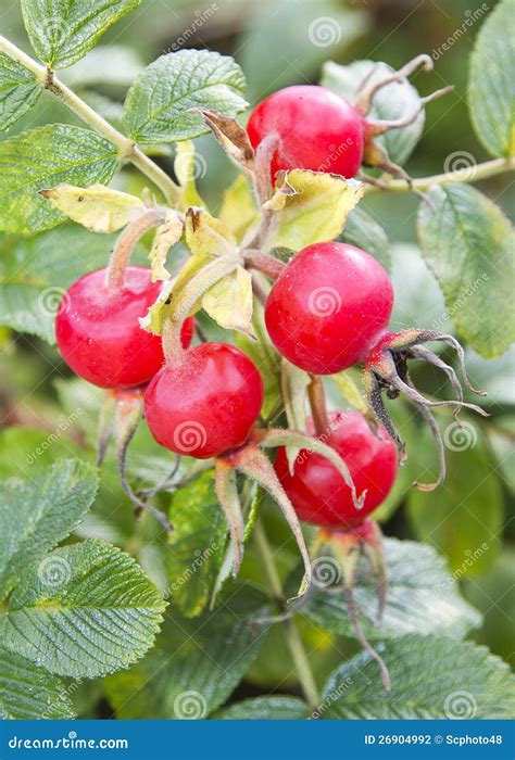 rose hips stock photo image  fruit uncultivated wild