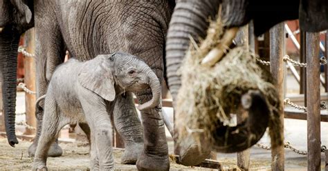 olifantje madiba viert haar eerste verjaardag  beekse bergen brabant bndestemnl