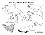 Mammals Animals Marine California Coloring Amphibians Habitats Exploringnature Color Pages Reptiles State Birds Drawing Sea Science Animal Mammal Ca Seal sketch template