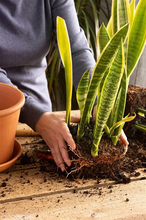 5 Natural Fertilizers To Put On Your Plants This Spring Natural Plant