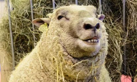 why do sheep get horny in winter because the light is baaad says