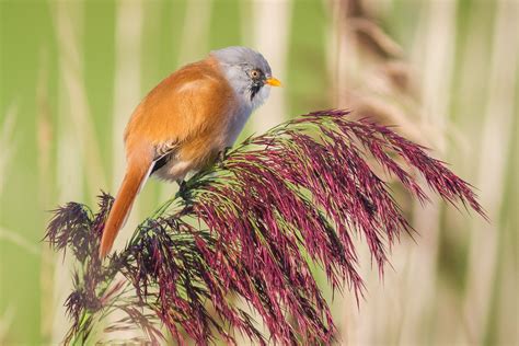 birdwatching  lauwersmeer national park visit groningen