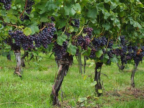 images grape vineyard fruit food produce crop blue