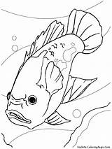 Coloring Pages Fish Aquarium Printable Freshwater Ikan Mewarnai Drawing Kids Gambar Oscar Akuarium Colouring Di Fresh Sheet Sheets Color Getcolorings sketch template