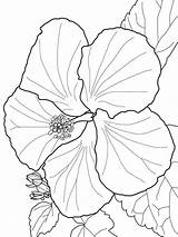 Hibiscus Coloring Pages Flower Printable Color Flowers Print sketch template
