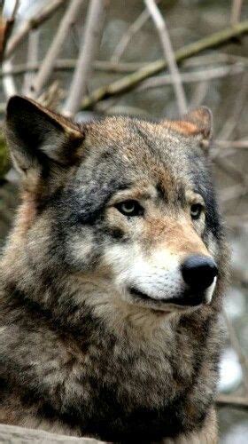 Pin By Debbie Anne On Wolves Wolf Love Beautiful Wolves