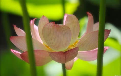 beautiful wallpapers lotus wallpapers hd