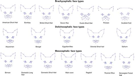 cat facial expressions  affected  breed    implications  cat welfare