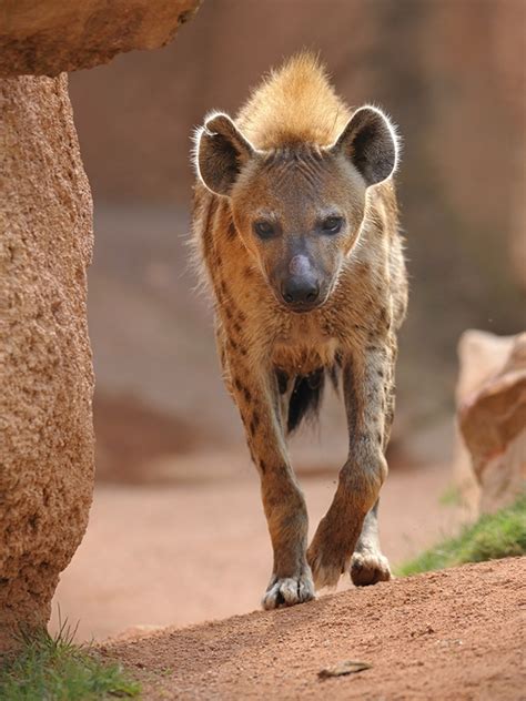 hyena pet