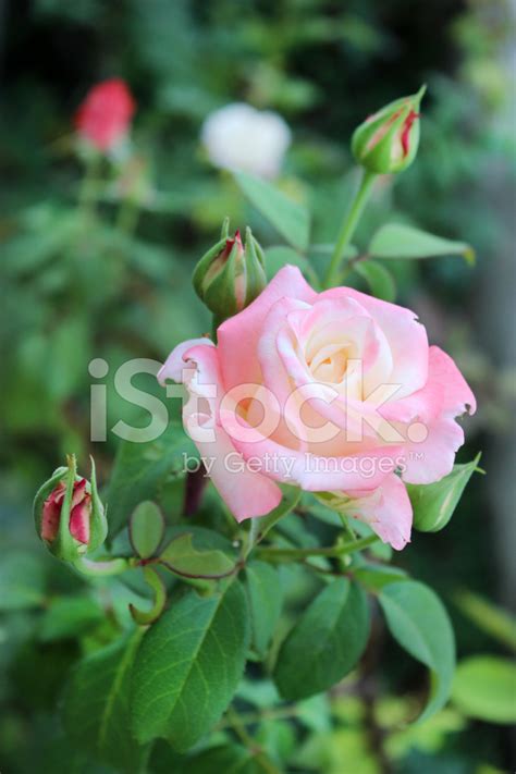 single rose stock photo royalty  freeimages