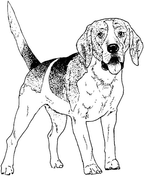 beagle dog coloring pages beagle coloring page  printable