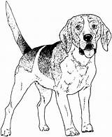 Dog Coloring Pages Color Beagle Printable Breed Adult Pound sketch template