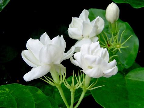 gambar bunga melati putih gambar top