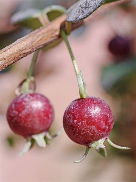 fruits edulis