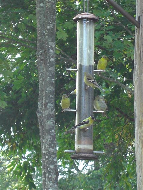 yellow finches yellow finch finches bird feeders birds outdoor decor home decor decoration