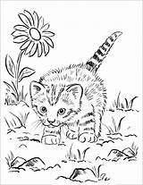 Coloriage Chaton Gatos Mignon Gatti Chats Adultos Katzen Coloriages Malbuch Erwachsene Adulti Katze Imprimer Jouant Chatons 1123 Animal Animaux Animales sketch template