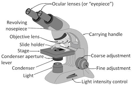 rupture digestion light microscope labeled diagram capacity messenger park