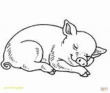 Coloring Pages Pig Baby Sleeping Printable Fern Pigs Cute Minecraft Drawing Print Realistic Colouring Color Adult Wilbur Getdrawings Book Getcolorings sketch template