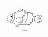 Clownfish Fish Clown sketch template
