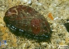 Afbeeldingsresultaten voor "haliotis Tuberculata". Grootte: 141 x 100. Bron: www.biodiversidadcanarias.es