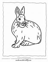 Hare Arctic Coloring Pages Wonderweirded Wildlife Printable Kids Snowshoe sketch template