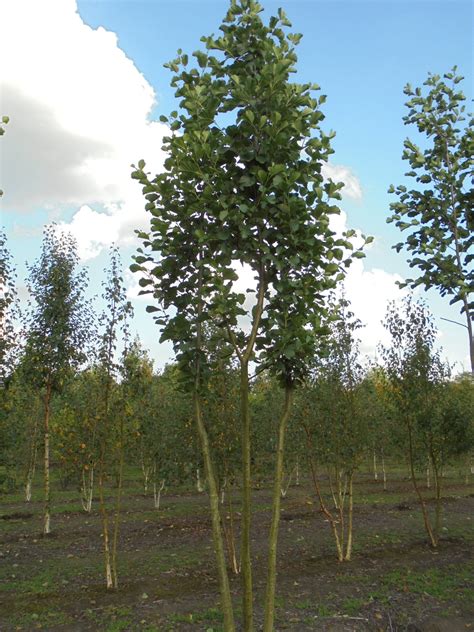 meerstammigebomenassortiment van houts heesters en bomen