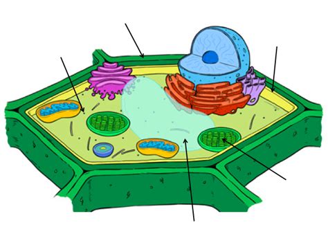 cell parts  diagram quizlet