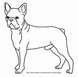 Boston Terrier Breed sketch template