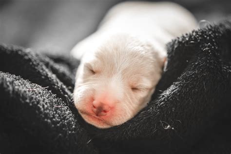 white puppy  stock photo