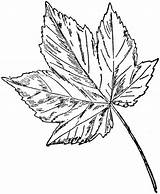 Sycamore Maple Tree Leaf Clipart Drawing Big Template Coloring Etc Leaves Clipground Printable Popular Getdrawings Original Large Coloringhome Usf Edu sketch template