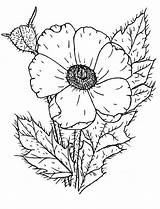 Coloring Poppy Wildflower Pages Drawing Color Remembrance Printable Comments Getdrawings sketch template