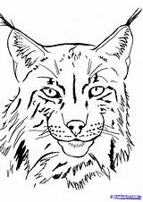 Lynx Eurasian sketch template