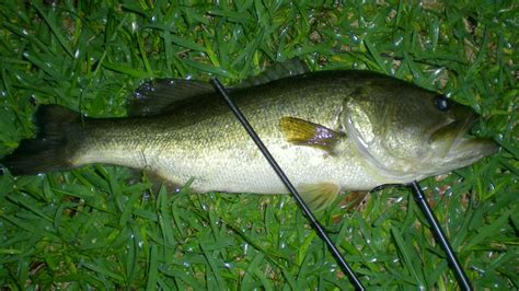 differences  largemouth bass  spotted bass bassgrab