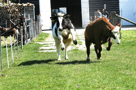 blije koeien openen op  april nieuw seizoen  rundveemuseum