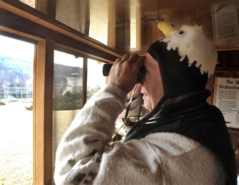 eagle viewing starts  shepaug dam