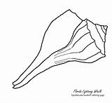 Shell Conch Outline Clipart Coloring Library Book sketch template