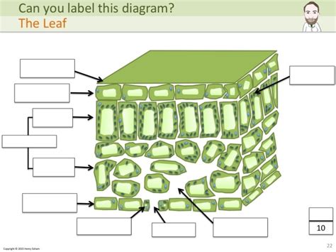 igcse biology labelling diagrams