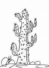 Kaktus Ausmalbilder Saguaro Cool2bkids sketch template