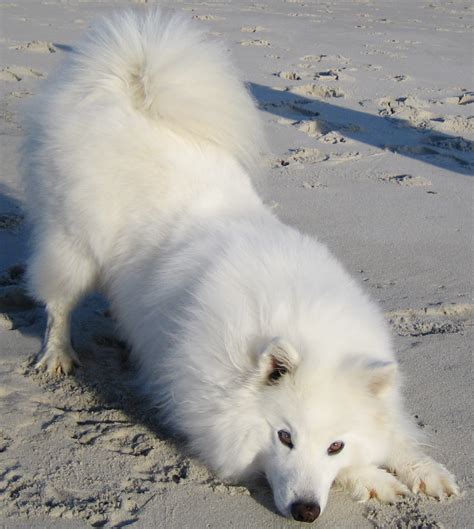 american eskimo dog pictures diet breeding life cycle facts habitat behavior animals adda