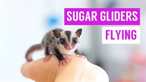 sugar glider     sugar glider pet central  chewy flywithmeicons