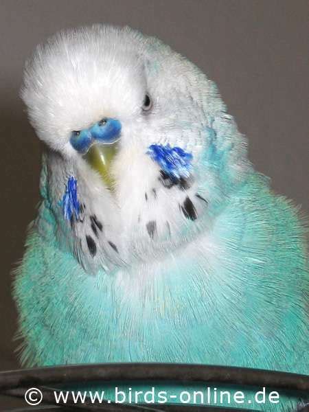 Birds Online General Facts About Budgies Life Span Of