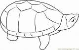 Turtle Musk Coloring Pages Coloringpages101 Reptiles sketch template