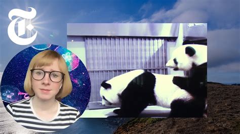 I Watched These Pandas Have Sex I’ve Never Been So Happy Nyt Youtube