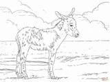 Coloring Donkey Foal Printable Weeks Three Horse Donkeys Colouring Foals Animal Drawing Supercoloring Horses Skip Main Categories sketch template
