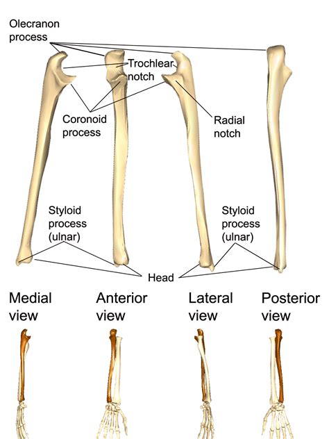 upper limbs human anatomy  physiology lab bsb