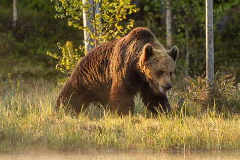 bruine beer marlies platvoet fotografie