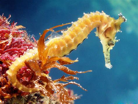 seahorse wallpapers images  pictures backgrounds