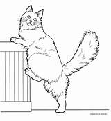 Coon Maine Coloring Pages Cat sketch template